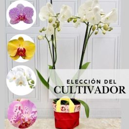 Orquídea Phalaenopsis de 2 varas